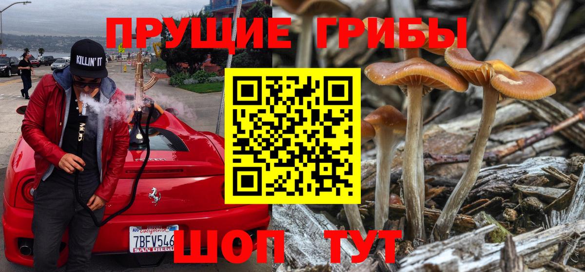 Псилоцибиновые грибы Psilocybe  Вход с VPN  Ульяновск 